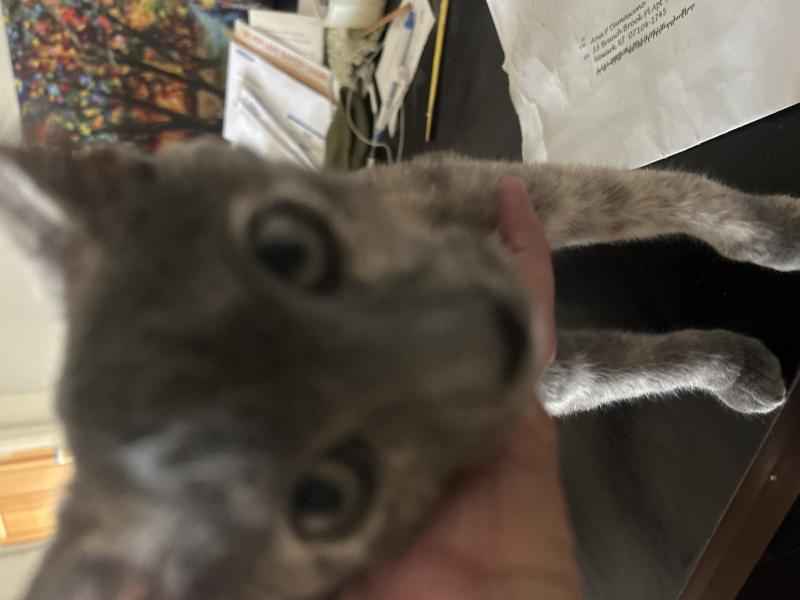 Photo of found cat