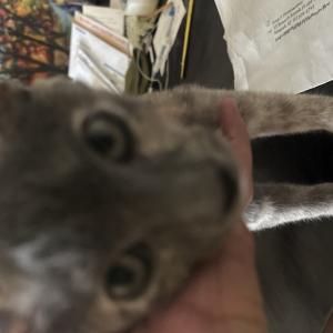 Photo of found cat