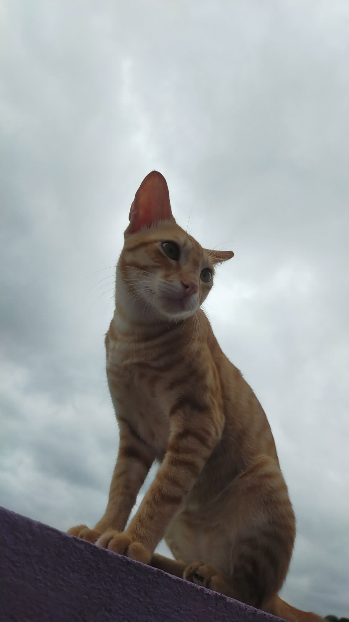 Photo of Gingy