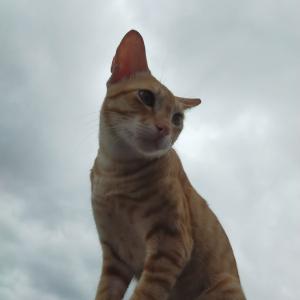 Photo of Gingy